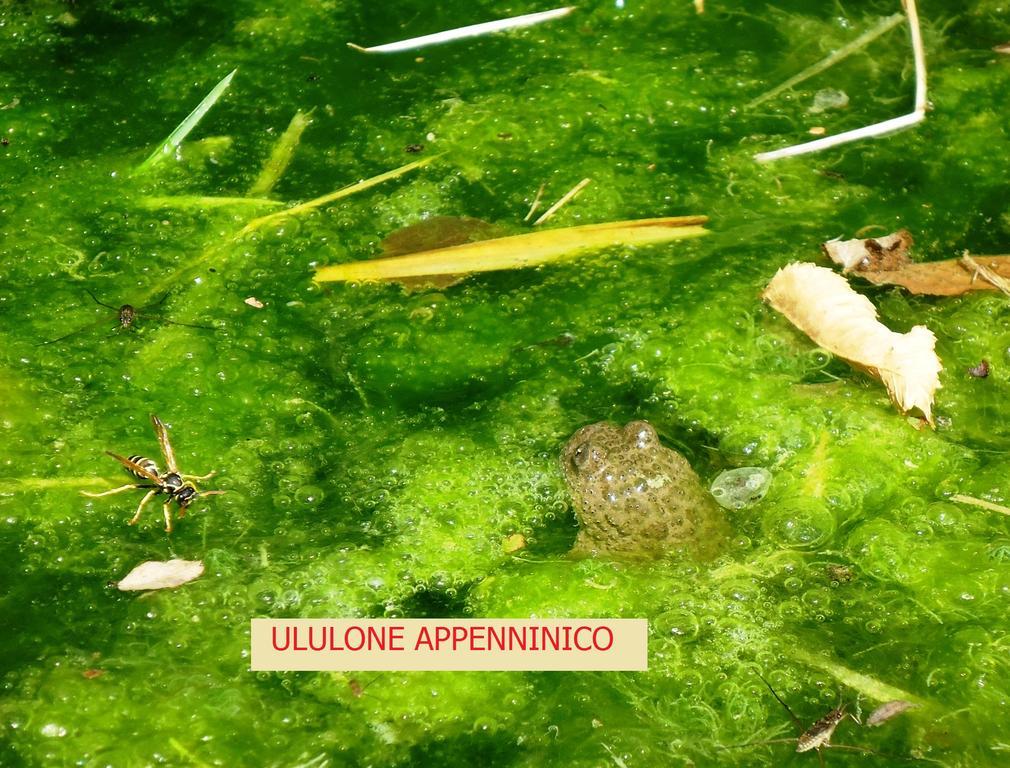 I Monti Di Salecchio